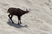 67  Camosci si rinfrescano e giocano sulla neve (maxi zoom)